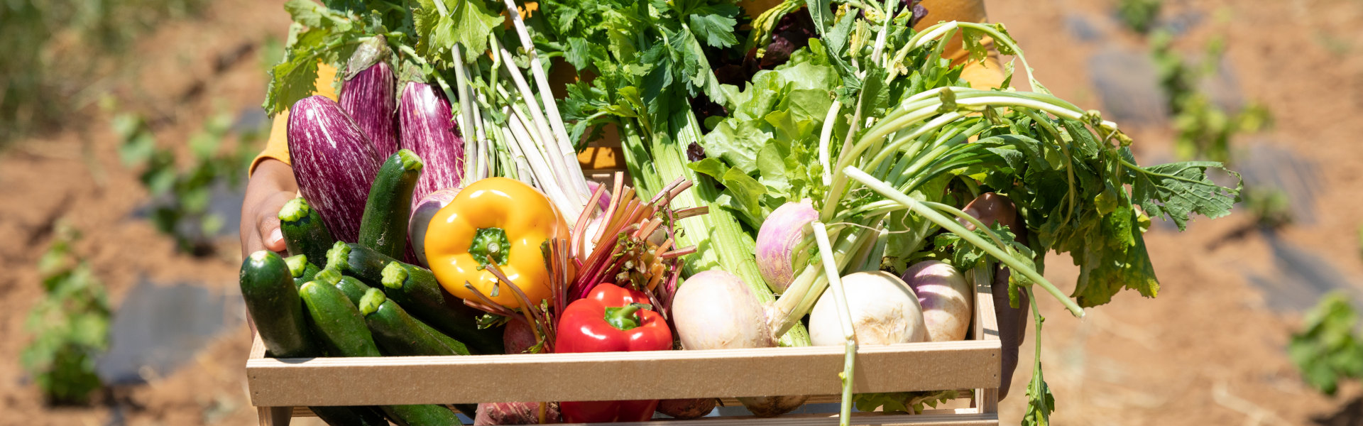 Regionales Gemüse
